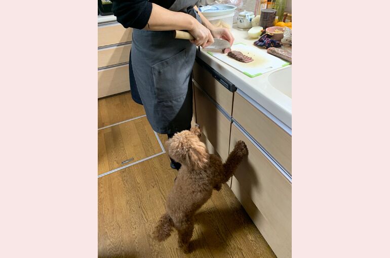 愛犬まる