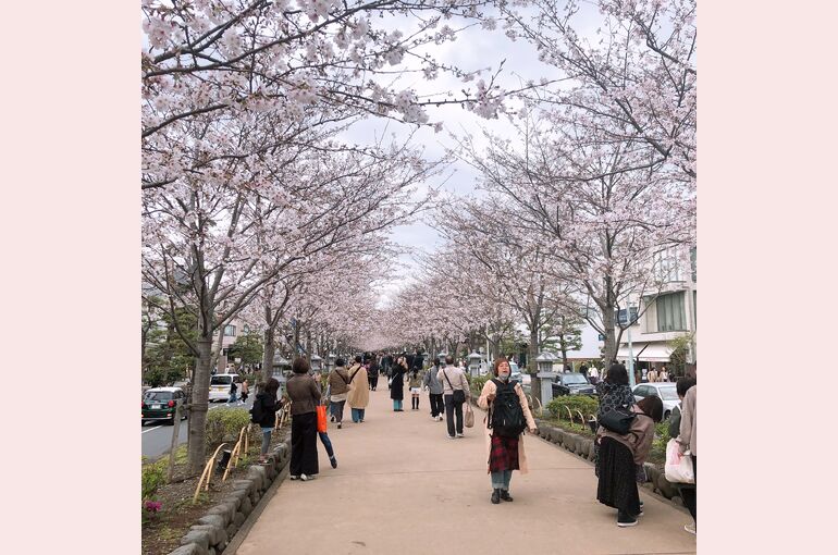 若宮大路桜満開