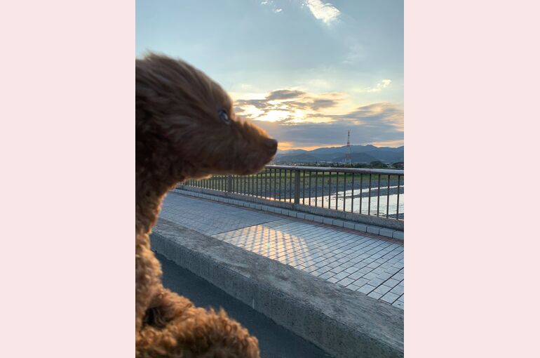 愛犬マル