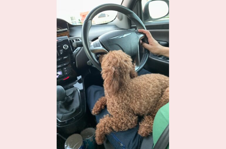 愛犬マル