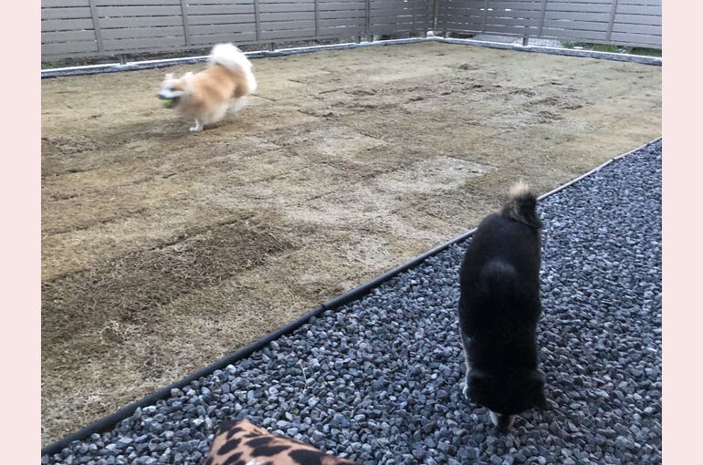 ドッグランのある家